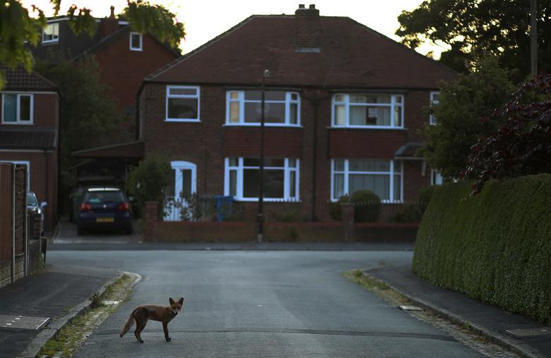 Зам дээр зогсож буй үнэг Манчестер, Их Британи