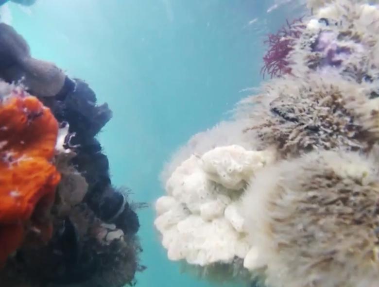 Итали дахь Венецийн сувгуудын усан дахь амьтад 