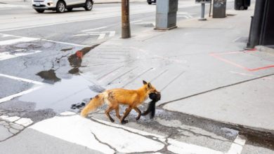 Хэрэм зуусан үнэг Онтарио, Канад