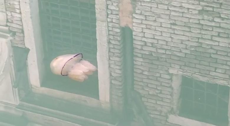 Итали дахь Венецийн сувгуудын усан дахь далайн залхаг