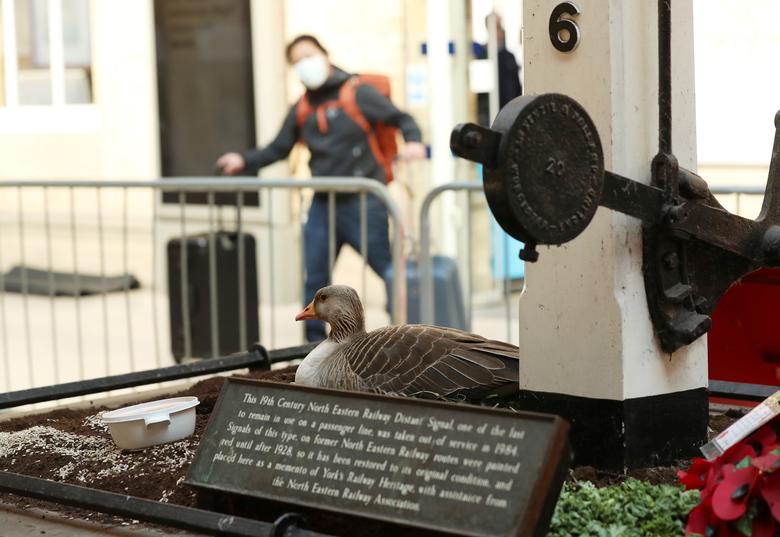 Йоркийн төв буудалд өндгөлсөн галуу
Йорк, Их Британи